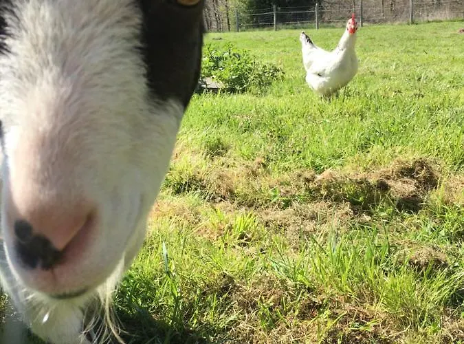 Maison Perigord Piscine Et La Roche-Chalais